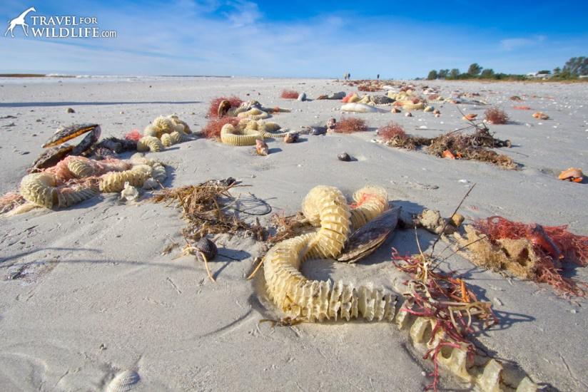 living lightning whelk egg cases on Sanibel Island, Florida