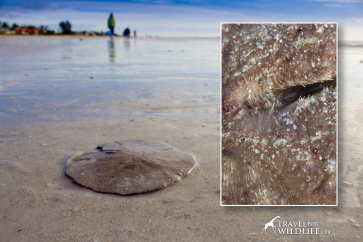 Is this sand dollar alive or dead? If it is white and 