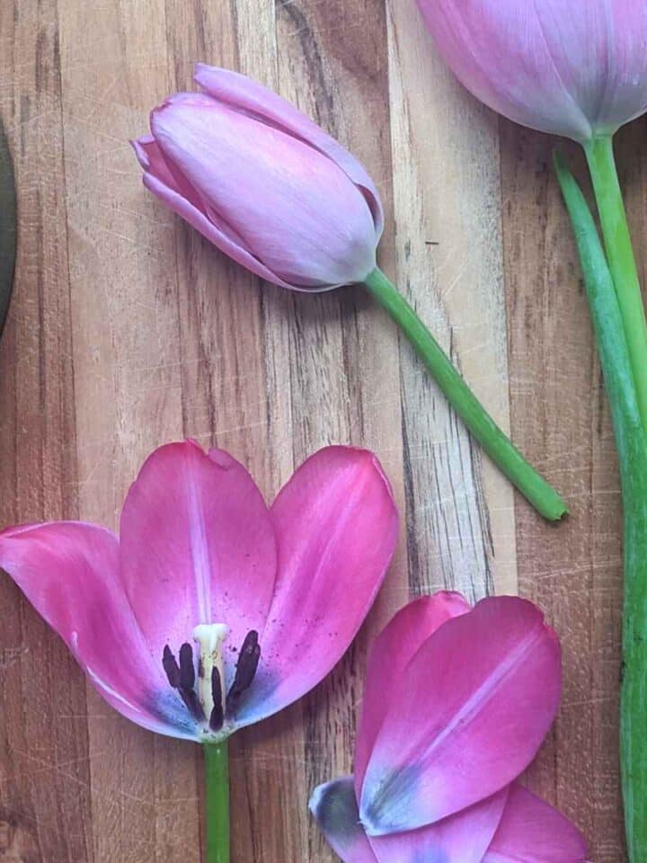 three tulip flowers on a wooden board two buds and one opened with some petals removed and in a pile to the right. Green magnifying lens to the left.