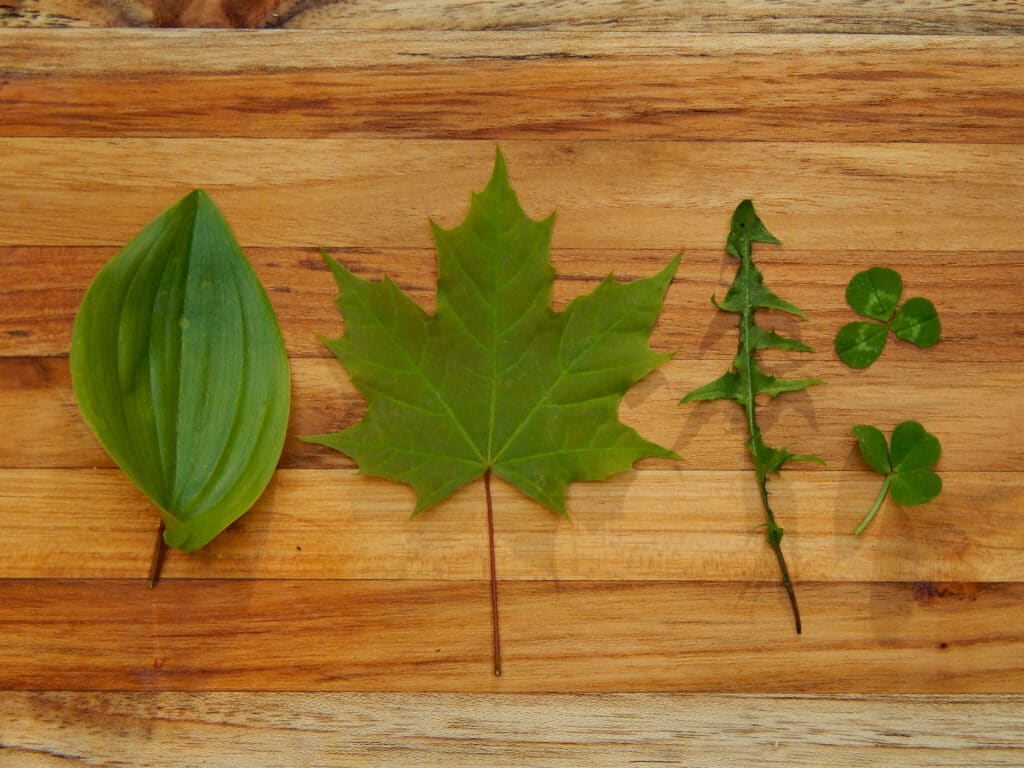 5 green leaves on a classified by shape on wooden cutting board
