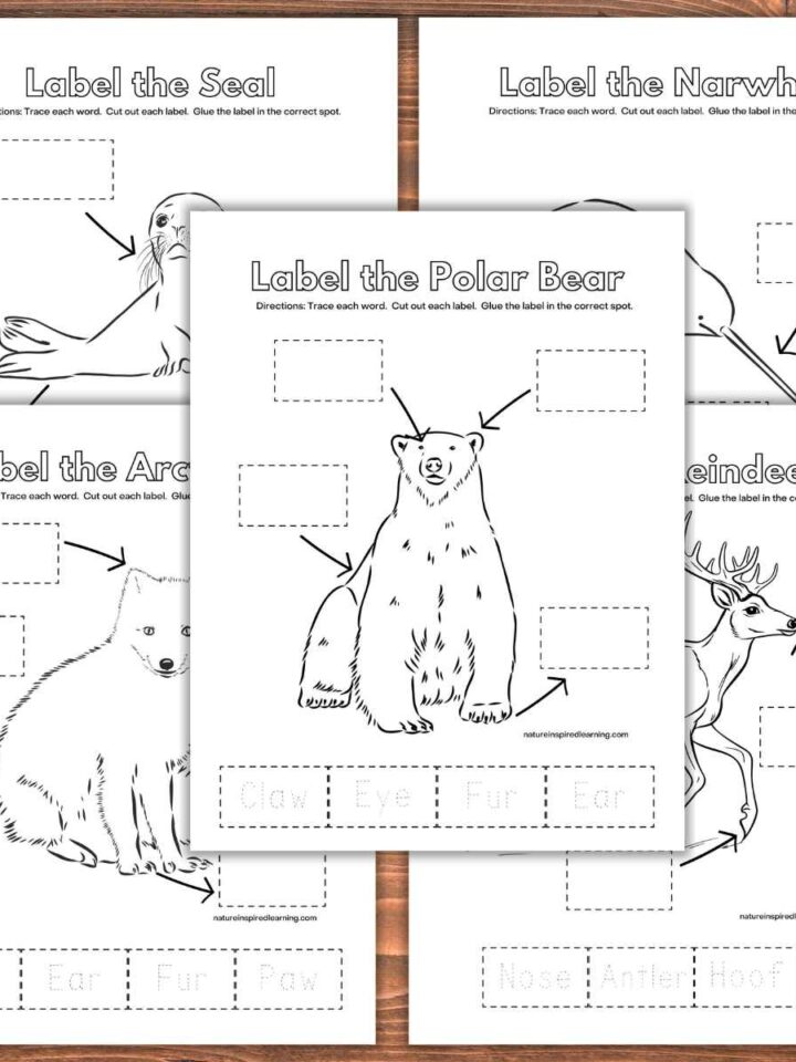 Five Arctic animal labeling worksheets overlapping each other on a wooden background. Animals include a polar bear, reindeer, seal, narwhal, and Arctic fox.