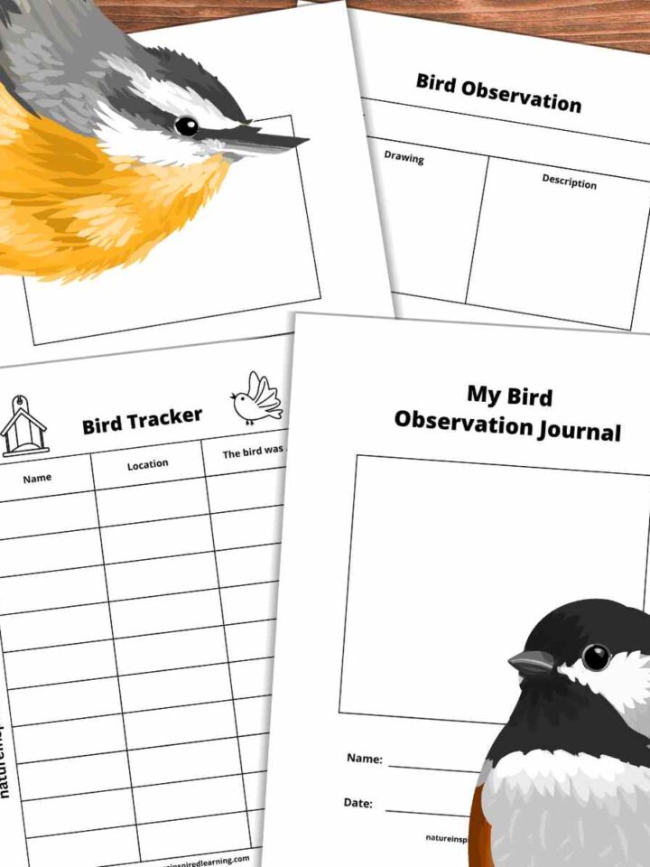 printable bird journal pages overlapping on a wooden background with a yellow and grey bird top left with a chickadee bottom right.