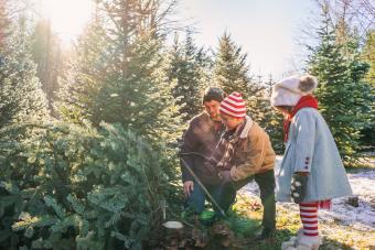 Young boy cutting down Christmas tree with father and sister