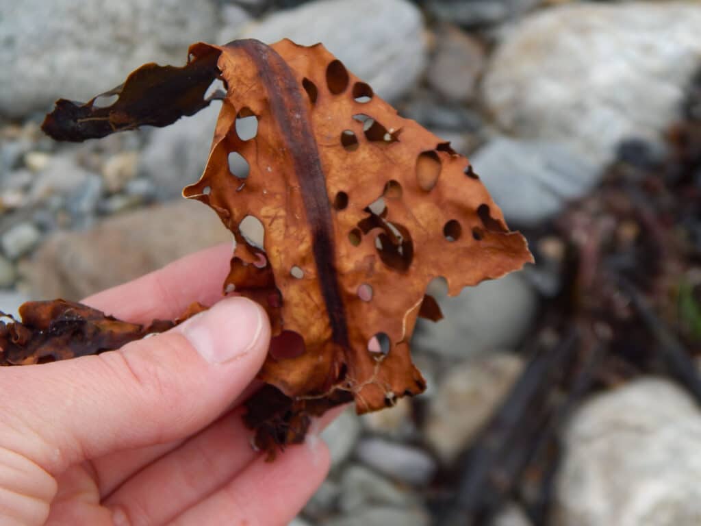 hand holding up seaweed with holes at the shore