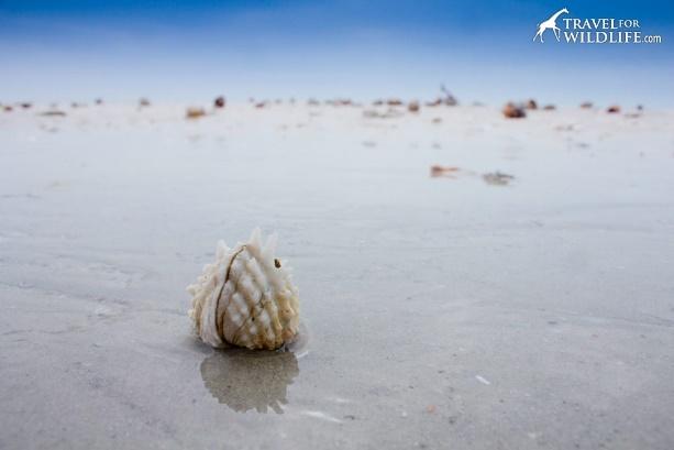 Living Spiny Jewel Box shell washed up on the beach in Sanibel Island, Florida