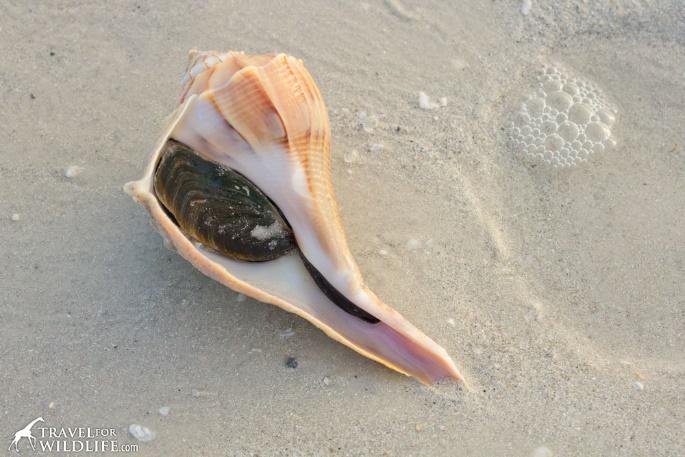the operculum of a large Lightning Whelk on Sanibel Island, Florida