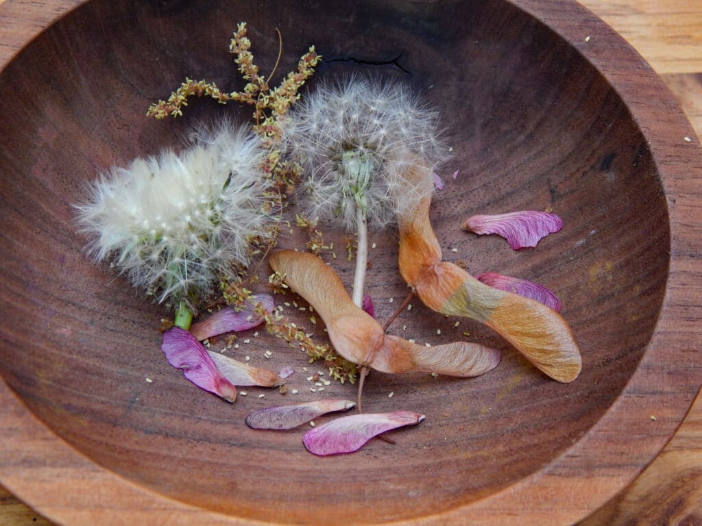 seeds collected and placed in a wooden bowl brown and pink samaras dandelion and birch tree seeds