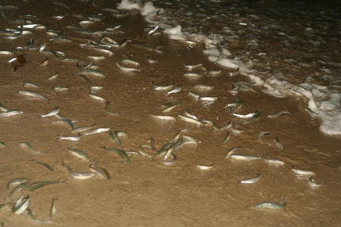 A group of fish swimming in the water

Description automatically generated with low confidence