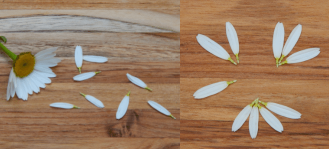 close up of a daisy with the petals removed for a classification activity number groups