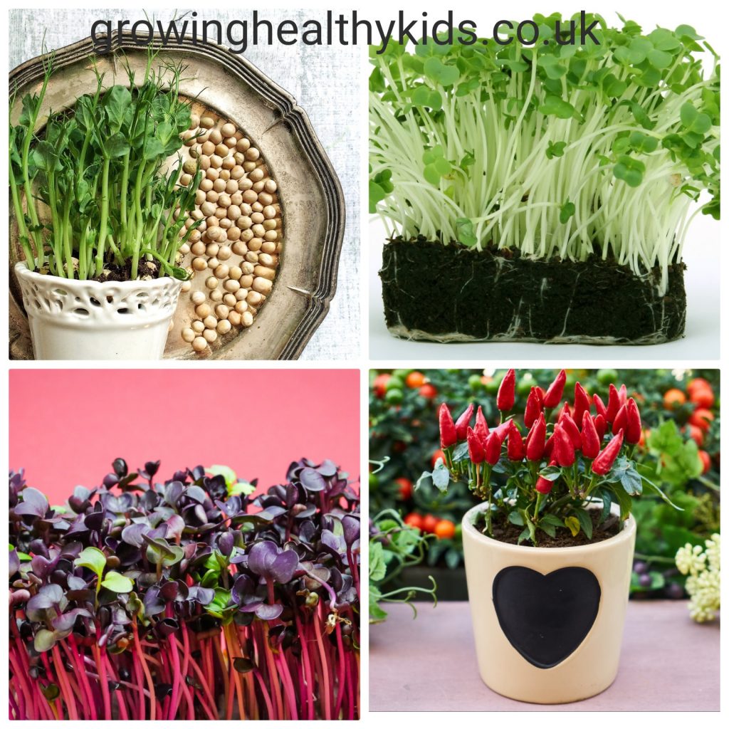 Different micro greens to grow on a windowsill