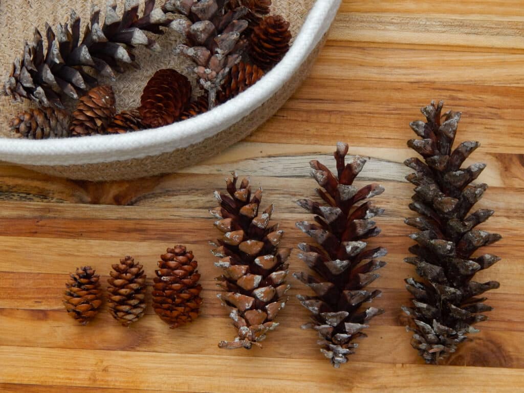 sorting bin with a collection of pine cones with pine cones arranged in order by size on a wooden board smallest to largest