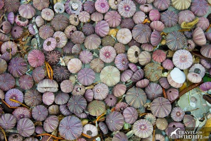 colorful dead sea urchin shells (or tests) on Sanibel Island, Florida
