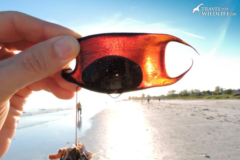 A living skate egg case or mermaid's purse on sanibel island