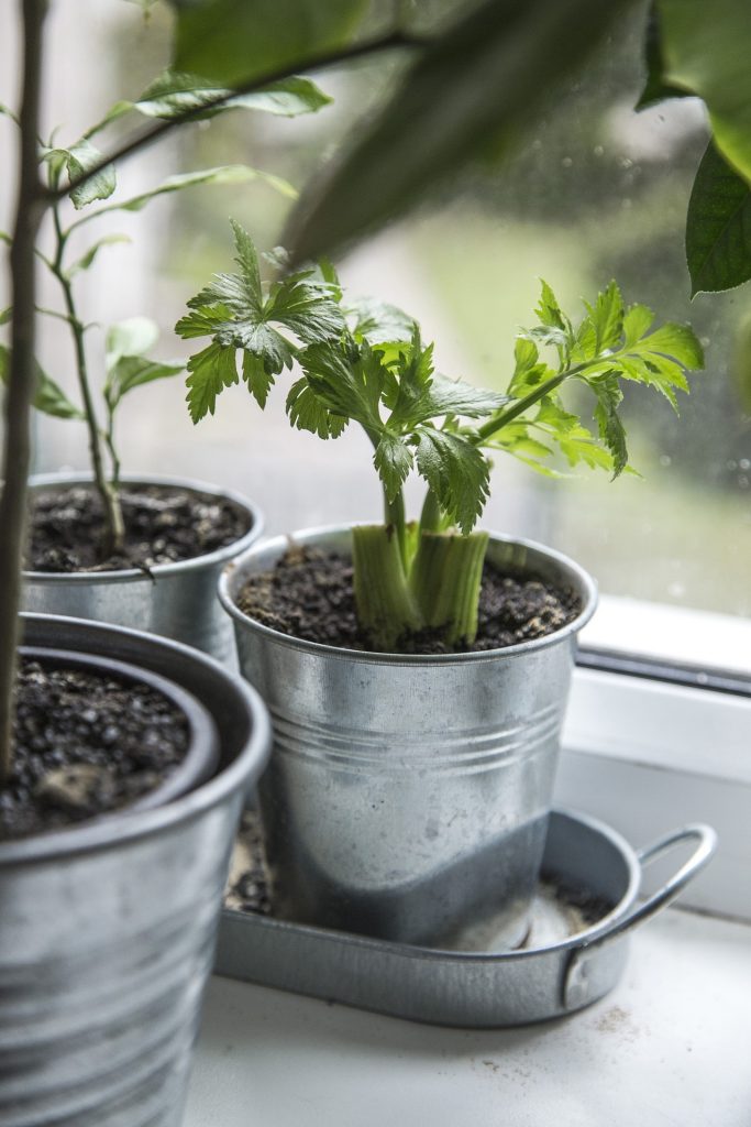 Regrow kitchen scraps on a windowsill