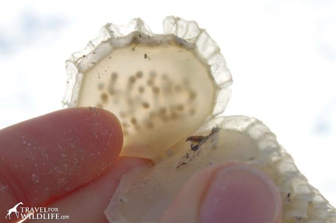 baby lightning whelks inside the egg case