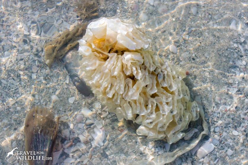 How to tell if an egg case is alive. It's not easy! Horse Conch egg case