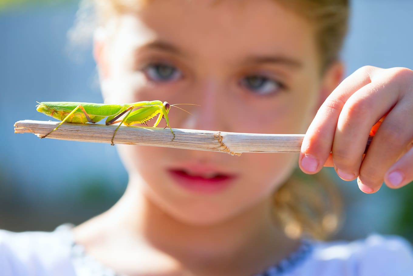 Child Looking at Insect on Nature Walk