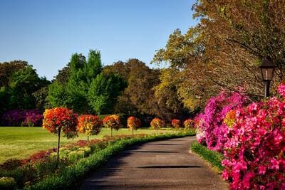 path through a garden with pink bushes