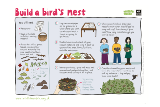 Build a birds nest