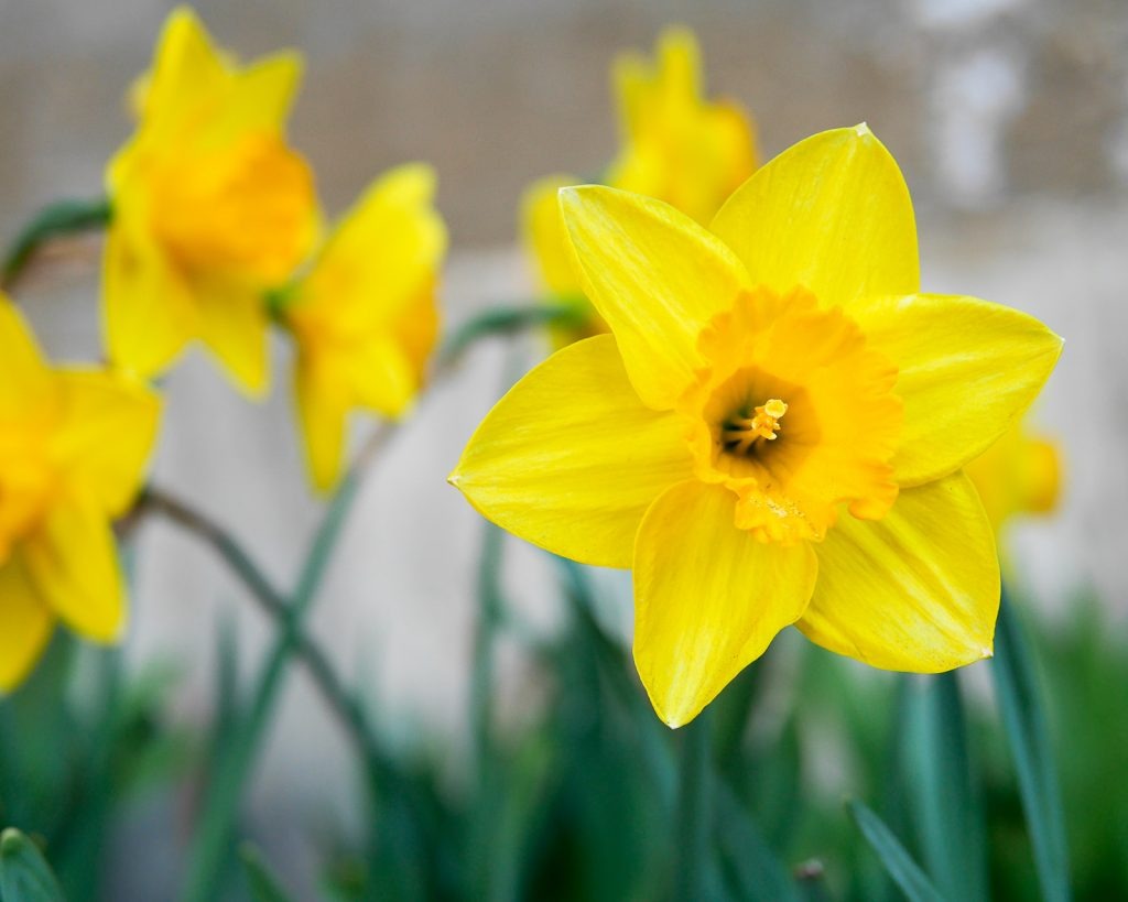 50+ Spring Nature Activities for Kids of All Ages by Backwoods Mama Josée Bergeron