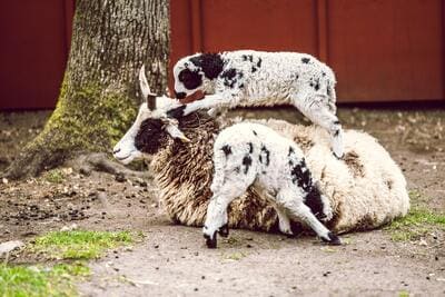 two lambs playing on a hay bale