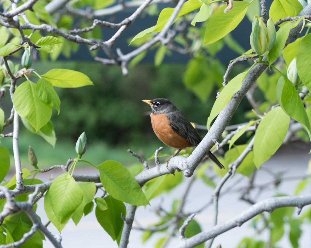 50+ Spring Nature Activities for Kids of All Ages by Backwoods Mama Josée Bergeron