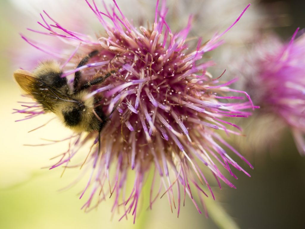 50+ Spring Nature Activities for Kids of All Ages by Backwoods Mama Josée Bergeron