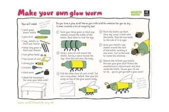 Glow worm