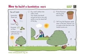 bumblebee nest