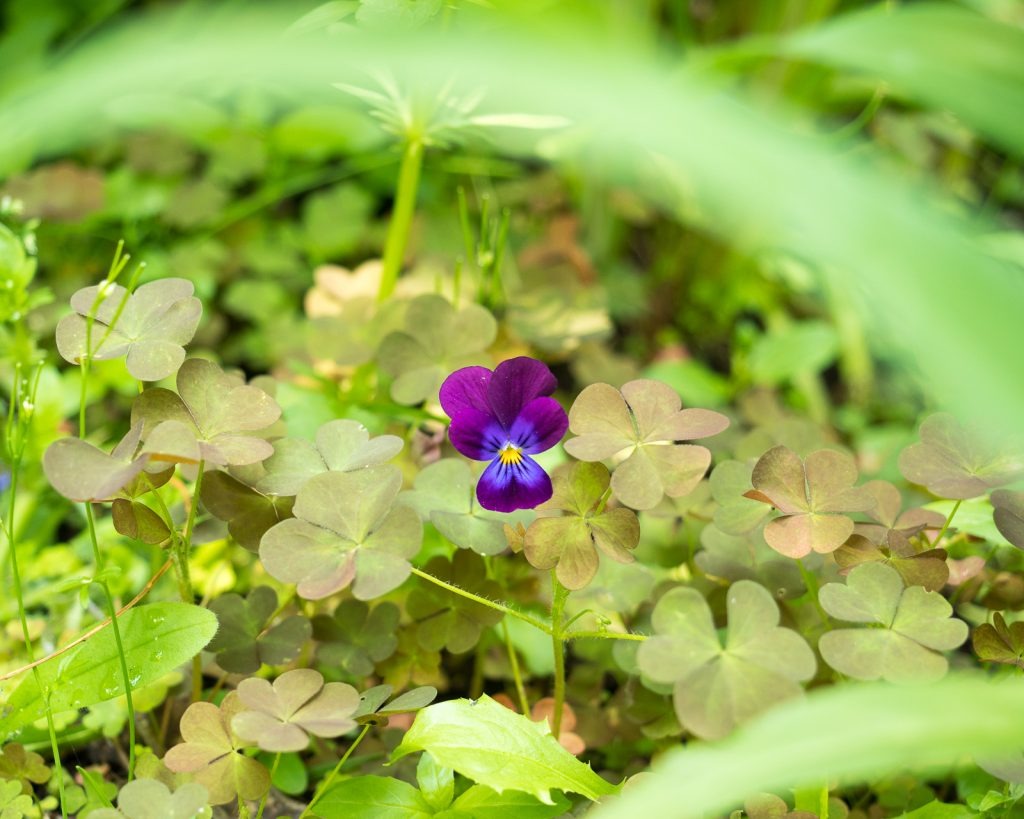 50+ Spring Nature Activities for Kids of All Ages by Backwoods Mama Josée Bergeron