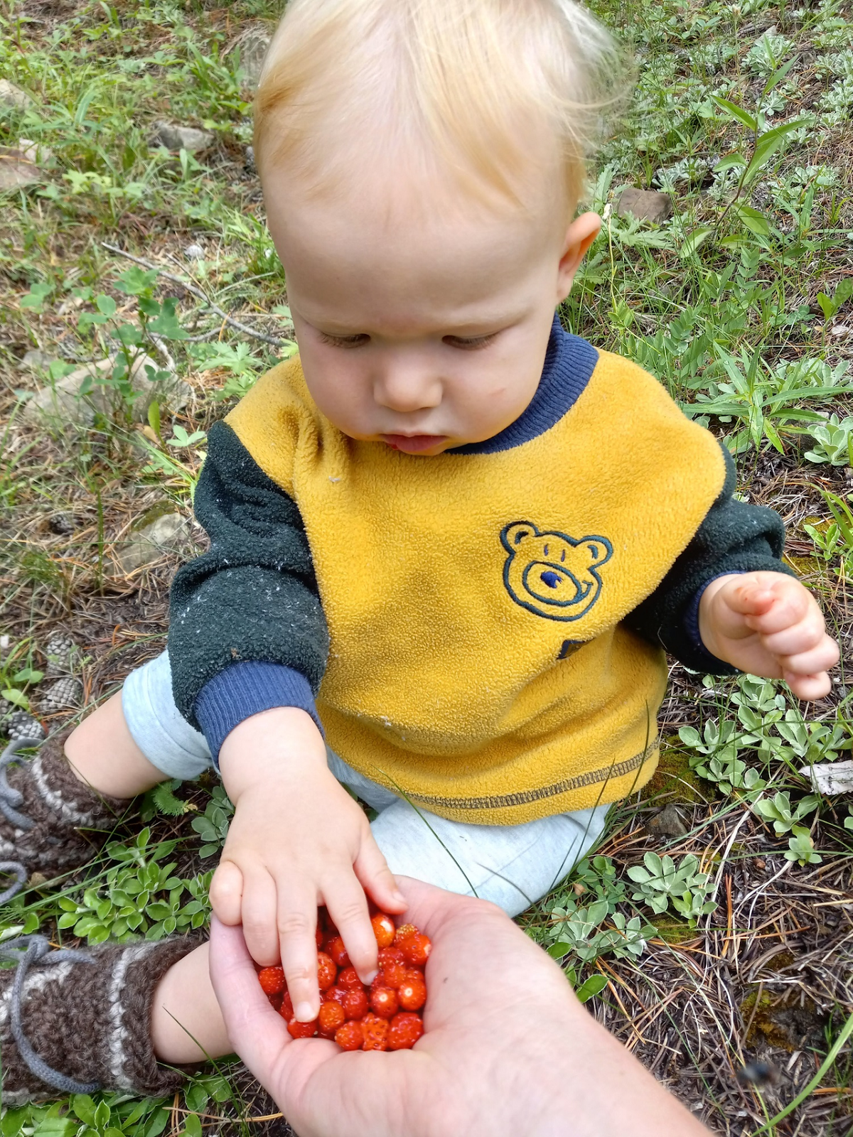 wild strawberries