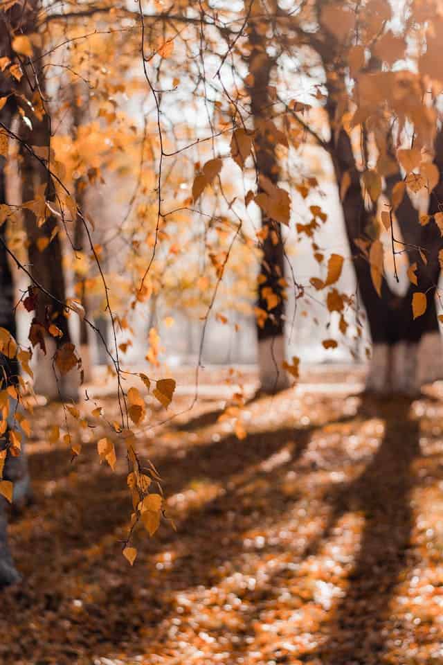 fall activities for infants 